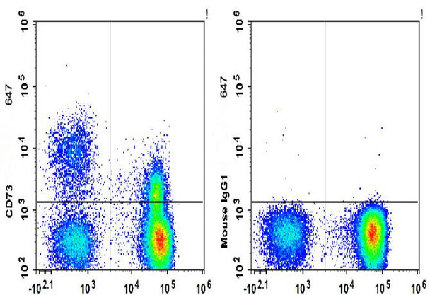 GenieFluor 647 Anti-Human CD73 Antibody [AD2] (AGEL2777)