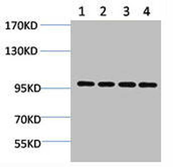 Western blot analysis of 1) Hela, 2) 293T, 3) 3T3, 4) Rat Brain using ERK 3 Polyclonal Antibody. MAPK6 Antibody (PACO07004)