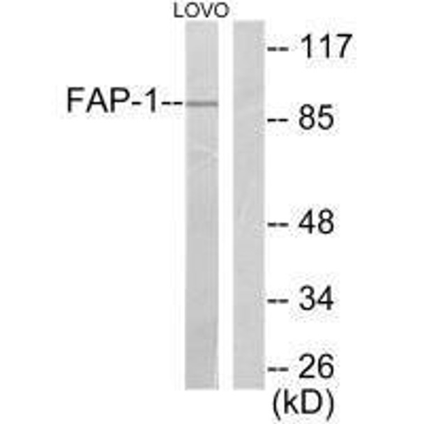 FAP Polyclonal Antibody (PACO65150)_1