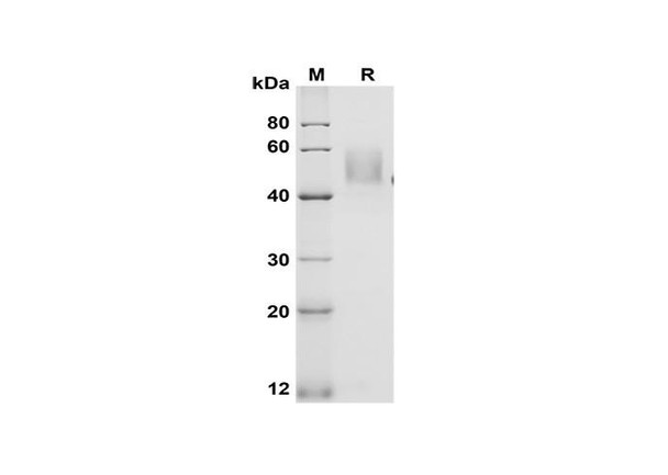 Recombinant Mouse GITR/TNFRSF18 Protein (Fc Tag) (RPES8506)