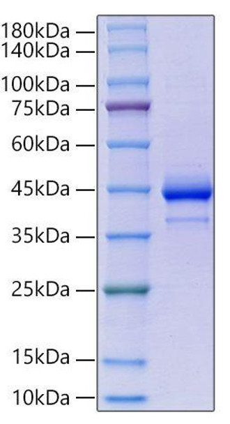 Recombinant Human ITPRIPL1/KIAA1754L/CD3L1 Protein (RPCB0008)