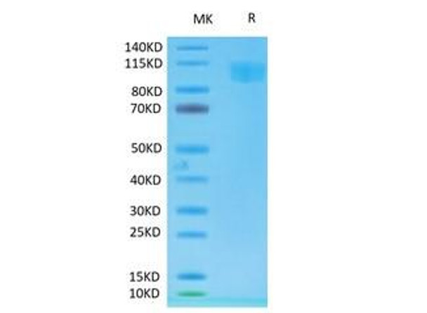 Biotinylated Recombinant Cynomolgus ACE-2 Protein (RPCB0028)