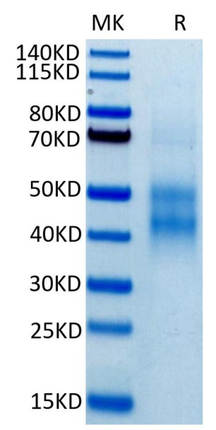 Biotinylated Recombinant Human NKG2-2A/KLRC1/CD159a Protein (RPCB0038) Biotinylated Recombinant Human NKG2-2A/KLRC1/CD159a Protein (RPCB0038)