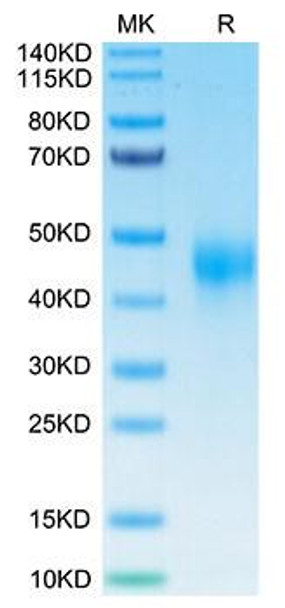Biotinylated Recombinant Human TFPI Protein (RPCB0039)