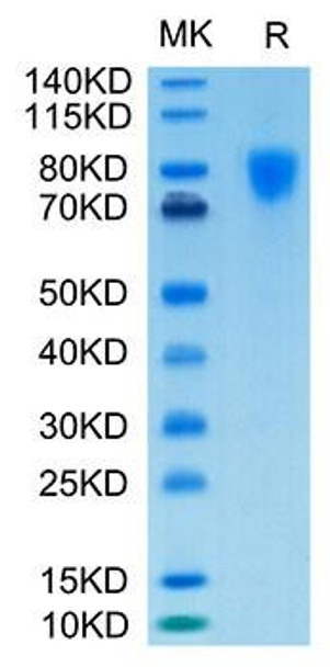 Biotinylated Recombinant Human PDGFR-alpha/CD140a Protein (RPCB0069)