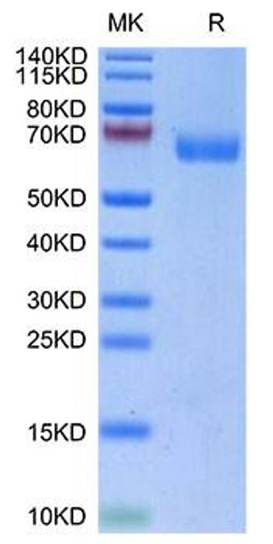 Biotinylated Recombinant Human LILRA4/ILT-7/CD85g Protein (RPCB0091)