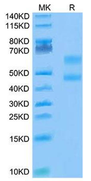 Biotinylated Recombinant Cynomolgus CD3E&CD3D Protein (Primary Amine Labeling) (RPCB0096)
