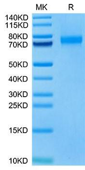 Biotinylated Recombinant Human Siglec-10 (R119A) Protein (RPCB0108)
