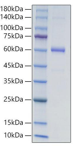 Recombinant Human Endostatin/COL18A1 Protein (RPCB0110)