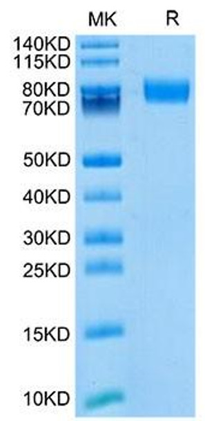 Biotinylated Recombinant Mouse ALCAM/CD166 Protein (RPCB0113)