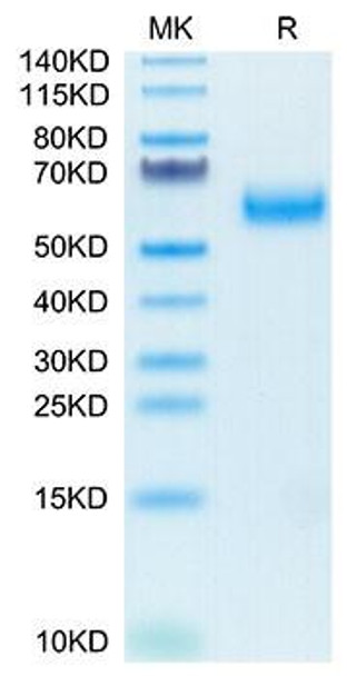 Biotinylated Recombinant Human SIRP-alpha/CD172a Protein (RPCB0127)