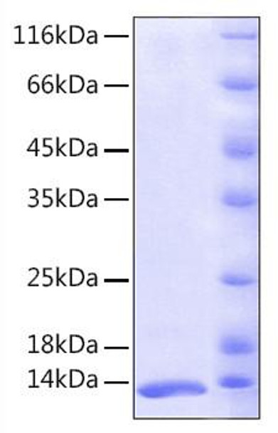 Recombinant Human FKBP1A/FKBP12  Protein (RPCB0142)