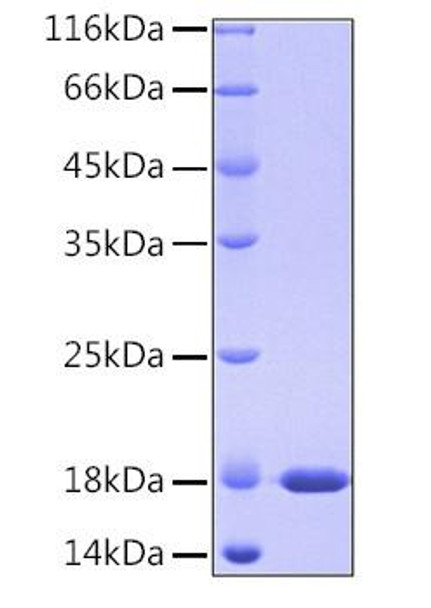 Recombinant Human PPIase A/PPIA Protein (RPCB0148)