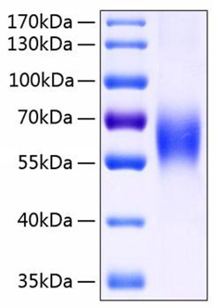 Recombinant Human SLAMF2/CD48 Protein (RPCB0217)