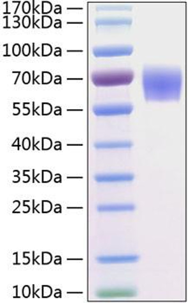 Recombinant Human BACE-1/ASP2 Protein (RPCB0277)