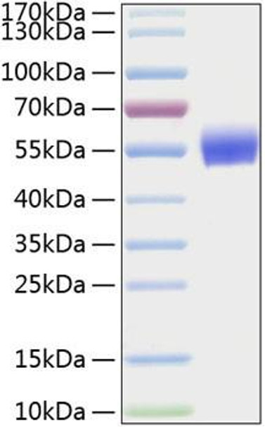 Recombinant Human BMPR-1A/ALK-3/CD292 Protein (RPCB0328)