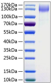 Recombinant Human DNER Protein (RPCB0333)