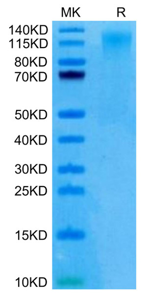 Recombinant Human TACTILE/CD96 (C110S) Protein (RPCB0427)