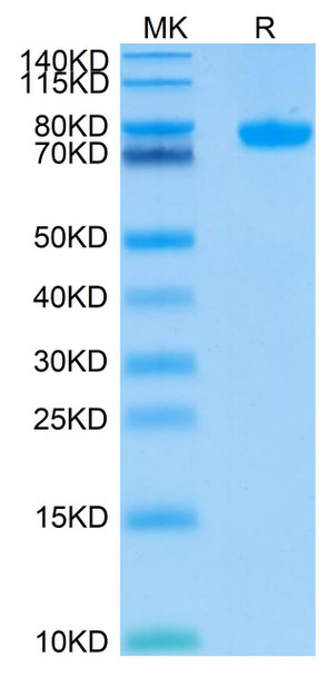Recombinant Human Siglec-8 Protein (RPCB0432)