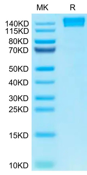 Recombinant Human PTPRC/CD45RABC/CD45 Protein (RPCB0470)