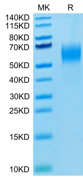 Biotinylated Recombinant Human Nectin-1/PVRL1/CD111 Protein (RPCB0475)