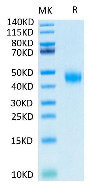 Biotinylated Recombinant Human IL-2 R beta/CD122 Protein (RPCB0525)