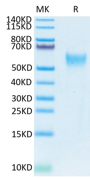 Biotinylated Recombinant Human CD24 Protein (Primary Amine Labeling) (RPCB0531)