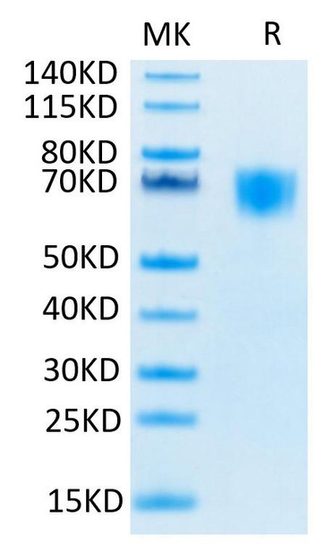 Biotinylated Recombinant Human FGFR-3 alpha (IIIc)/CD333 Protein (RPCB0532)