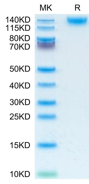Recombinant Human PTPRC/CD45RABC/CD45 Protein (RPCB0536)