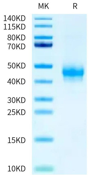 Recombinant Human Fc-gamma RIII alpha/FCGR3A/CD16a (F176V) (107-189) Protein (RPCB0541)