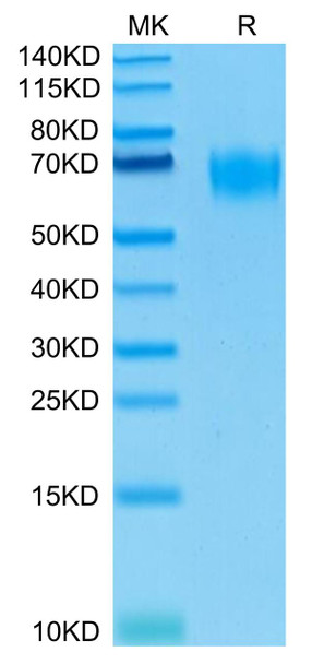 Biotinylated Recombinant Human PVR/CD155 Protein (RPCB0545)