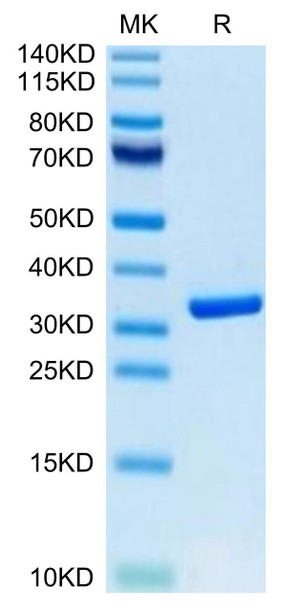 Biotinylated Recombinant Human HMGB1 Protein (Primary Amine Labeling) (RPCB0546)
