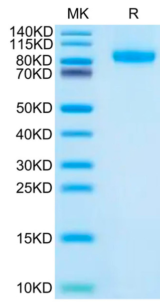 Recombinant Human FLT-3/FLK-2/CD135 Protein (RPCB0602)