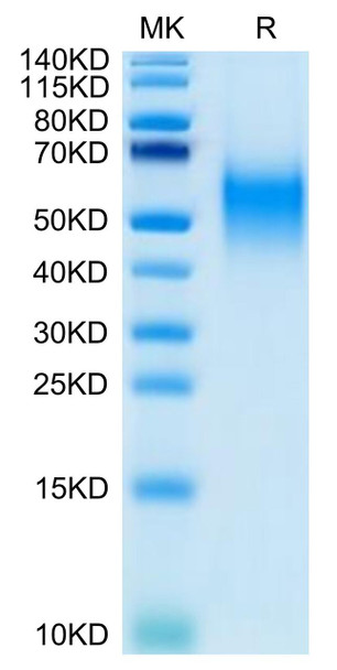 Biotinylated Recombinant Human B7-1/CD80 Protein (RPCB0622)