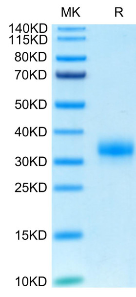 Biotinylated Recombinant Human Fc gamma RIIA/FCGR2A/CD32a (H167R) Protein (RPCB0626)