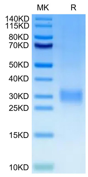 Recombinant Human CD24 Protein (RPCB0630)
