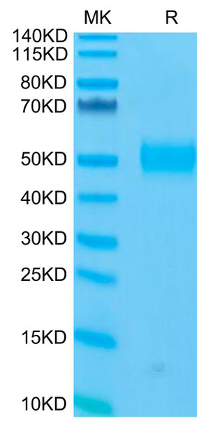 Recombinant Human Siglec-3/CD33 Protein (RPCB0649)