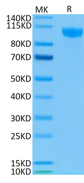 Biotinylated Recombinant Human Siglec-2/CD22 Protein (RPCB0651)