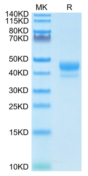 Biotinylated Recombinant Human CD3 epsilon (23-48) Protein (RPCB0684)