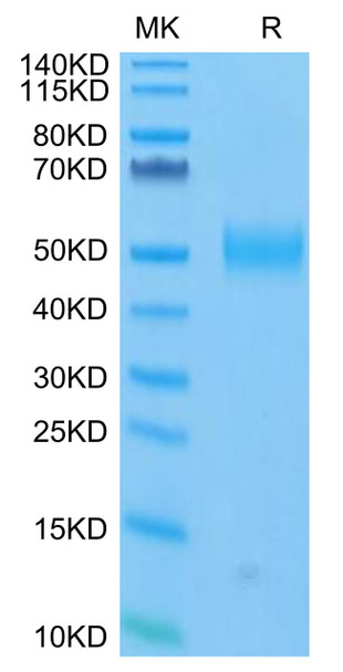FITC-Labeled Recombinant Human Siglec-3/CD33 Protein (RPCB0697)