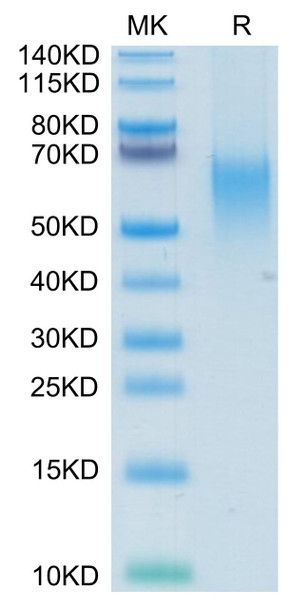Recombinant Human B7-1/CD80 Protein (RPCB0698)