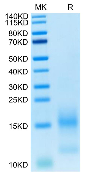 FITC-Labeled Recombinant Human TNFRSF17/BCMA/CD269 Protein (RPCB0724)