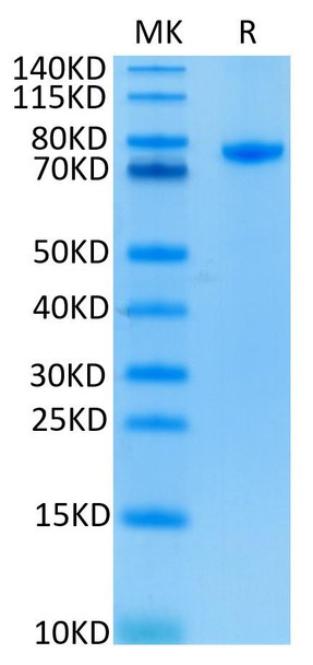 Recombinant Human LEU3/CD4 Protein (RPCB0725)