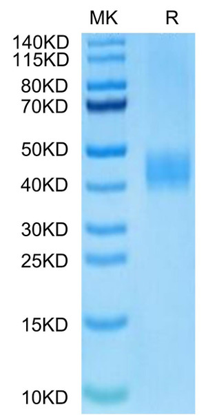 Biotinylated Recombinant Human B7-H3/CD276 Protein (RPCB0729)