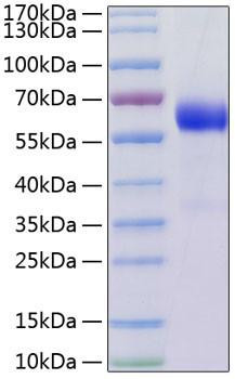 Recombinant Human TNFRSF3/TNFR-III/LTBR Protein (RPCB0793)