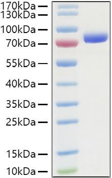 Recombinant Human Nectin-2/PVRL2/CD112 Protein (RPCB0948)