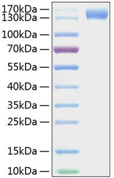 Recombinant Mouse P-Selectin/SELP/CD62P Protein (RPCB0988)