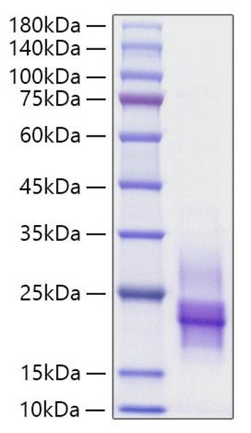 Recombinant Human HB-EGF Protein (RPCB0991)