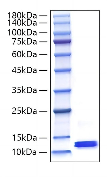 Recombinant Mouse CCL8/MCP-2 Protein (RPCB1018)