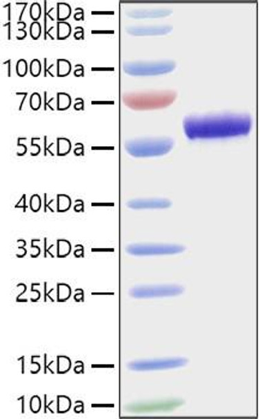 Recombinant Mouse Apolipoprotein A-I/APOA1 Protein (RPCB1037)